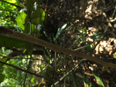 Luvunga sarmentosa