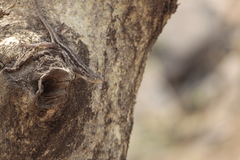 Sceloporus albiventris