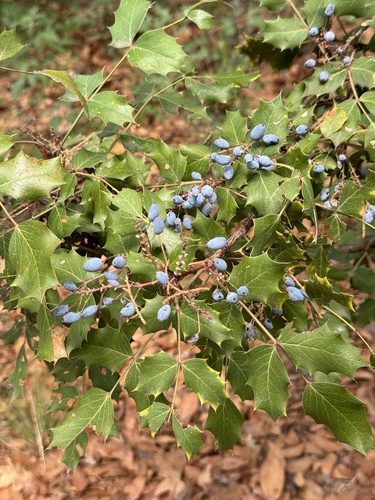 Image of Berberis wilcoxii by (c) CK2AZ, some rights reserved (CC BY)