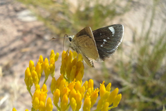Hesperopsis libya