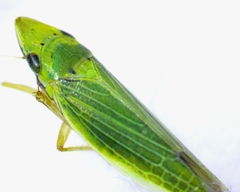 Draeculacephala balli