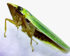 Draeculacephala balli