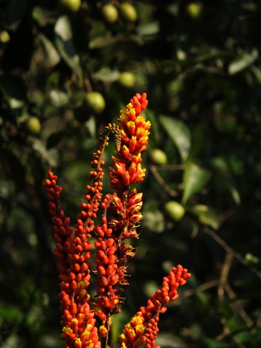 Image of Moullava spicata by (c) Siddarth Machado, some rights reserved (CC BY)