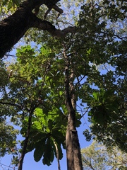 Anthocleista grandiflora