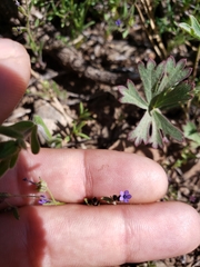Allophyllum gilioides violaceum