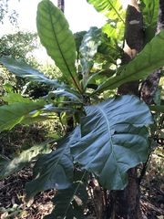 Anthocleista grandiflora