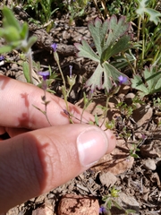 Allophyllum gilioides violaceum