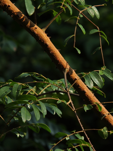 Image of Moullava spicata by (c) Siddarth Machado, some rights reserved (CC BY)