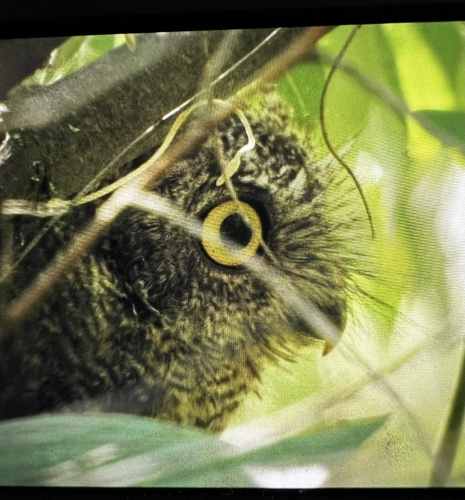 MacFarlane's Screech Owl