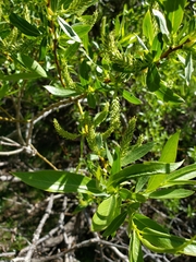 Salix lemmonii