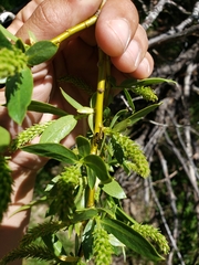 Salix lemmonii