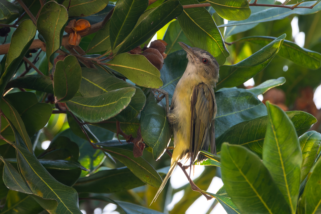 Yellow-green Vireo