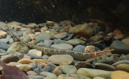 Balhoofd-zeenaald (Microphis leiaspis) — Syngnathidae