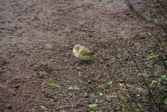 Camarhynchus parvulus