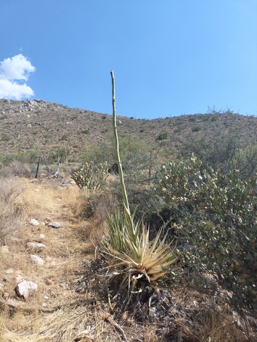 Agave pringlei Engelm. ex Baker