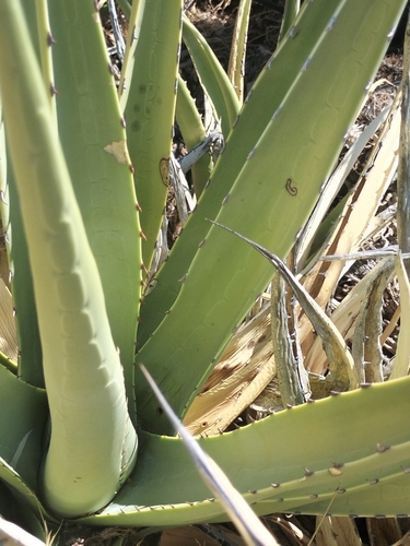 Agave pringlei