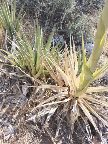 Agave pringlei