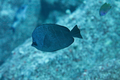 Hemitaurichthys thompsoni, 2024-08-04
