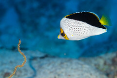 Tinker's Butterflyfish photo 2