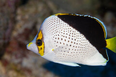 Tinker's Butterflyfish photo 1