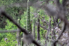 Lophocereus marginatus