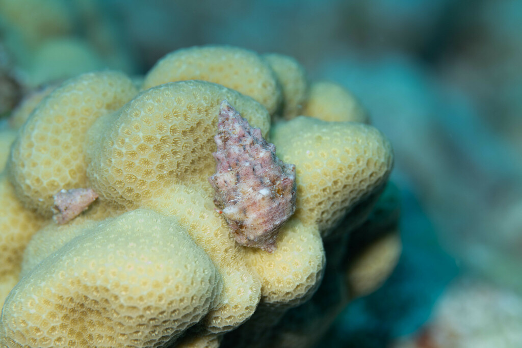 Prickly Horn Snail