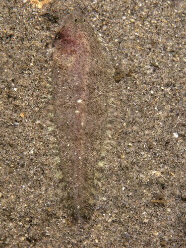 Californische tongschar (Symphurus atricaudus) — Cynoglossidae — 5