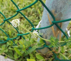 Spermacoce verticillata