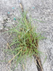 Poaceae