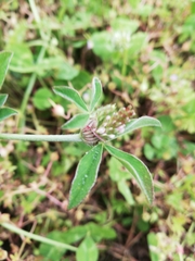 Trifolium striatum