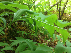 Polygonatum