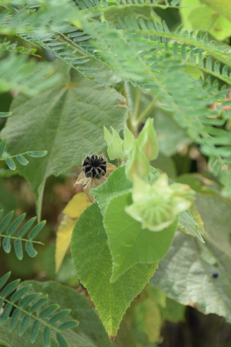 Abutilon grandifolium observed 2024-07-03