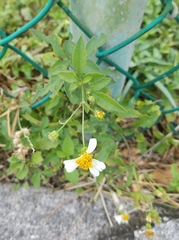 Bidens alba