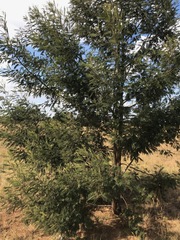 Acacia mearnsii