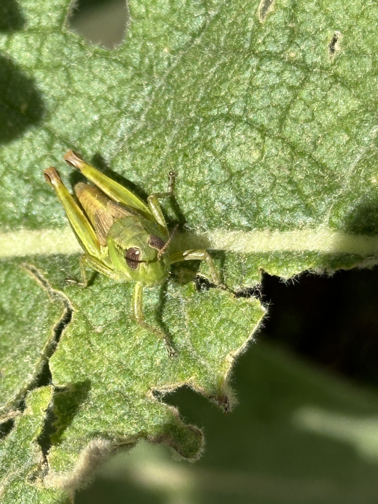 Sacramento Short-wing Grasshopper