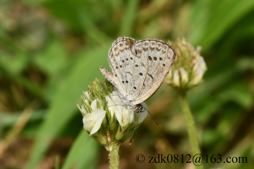Pale Grass Blue