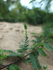 Phyllanthus lawii