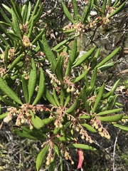 Comarostaphylis diversifolia diversifolia
