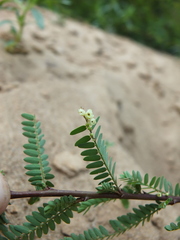 Phyllanthus lawii
