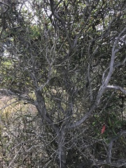 Comarostaphylis diversifolia diversifolia