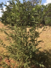 Acacia mearnsii