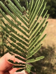 Acacia mearnsii