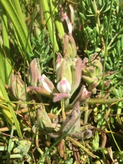 Chloropyron maritimum palustre