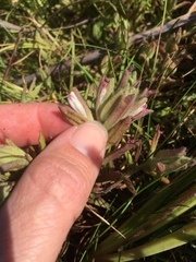 Chloropyron maritimum palustre