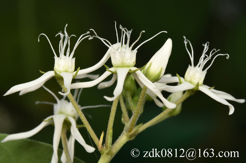 Cynanchum chinense