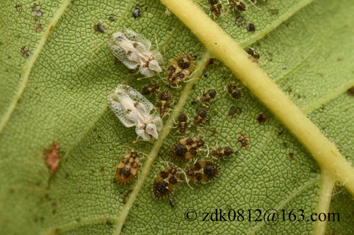 Eastern Sycamore Lace Bug