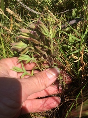 Chloropyron maritimum palustre