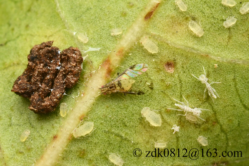 Crapemyrtle Aphid
