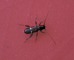 Phymatodes vulneratus