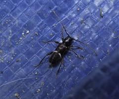Phymatodes vulneratus